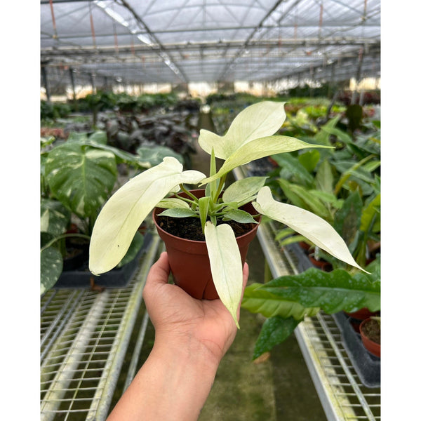 Philodendron 'Florida Ghost' (Philodendron pedatum)