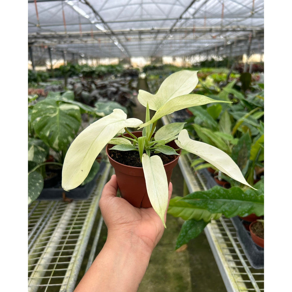 Philodendron 'Florida Ghost' (Philodendron pedatum)