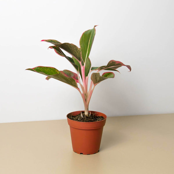 Chinese Evergreen 'Red Siam' (Aglaonema)