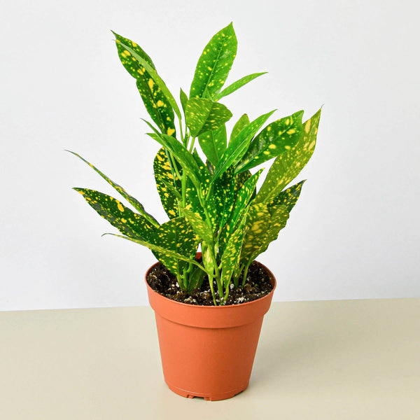 Gold Dust Croton (Codiaeum variegatum)
