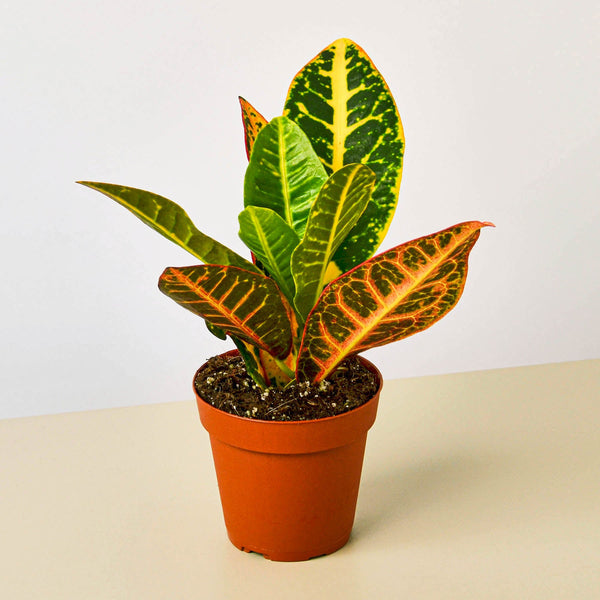 Croton 'Petra' (Codiaeum variegatum)