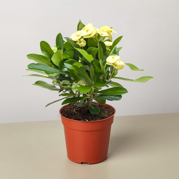 Crown of Thorns (Euphorbia milii)