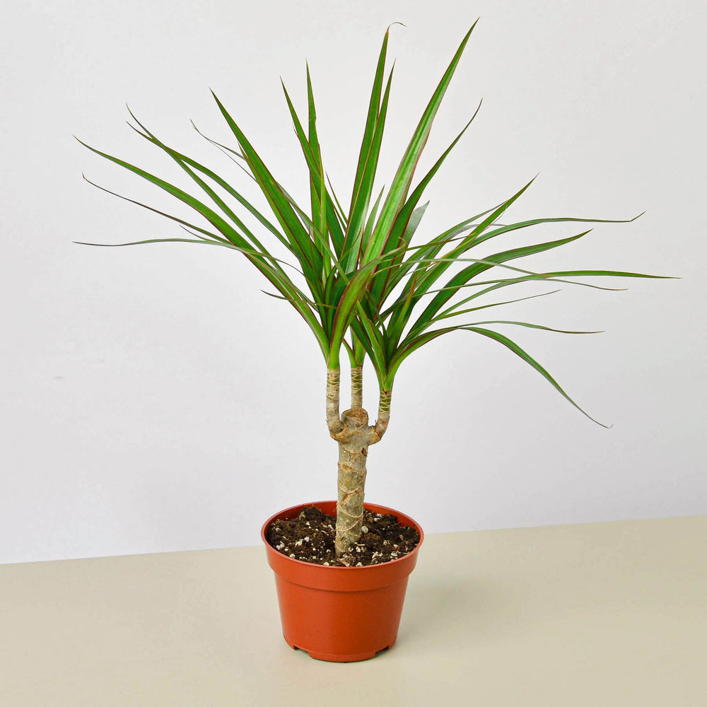 Dragon Tree Cane (Dracaena marginata)