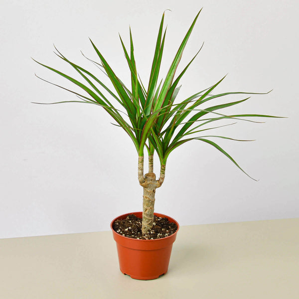 Dragon Tree Cane (Dracaena marginata)