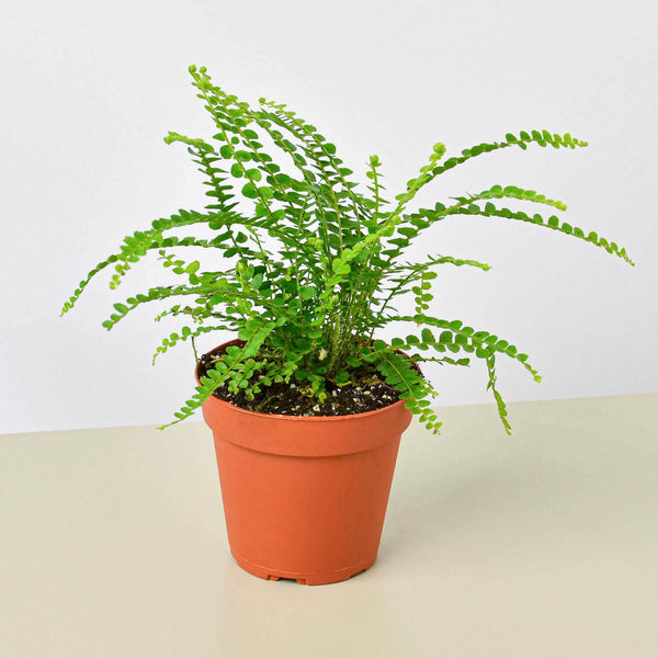 Lemon Button Fern (Nephrolepis cordifolia 'Duffii')