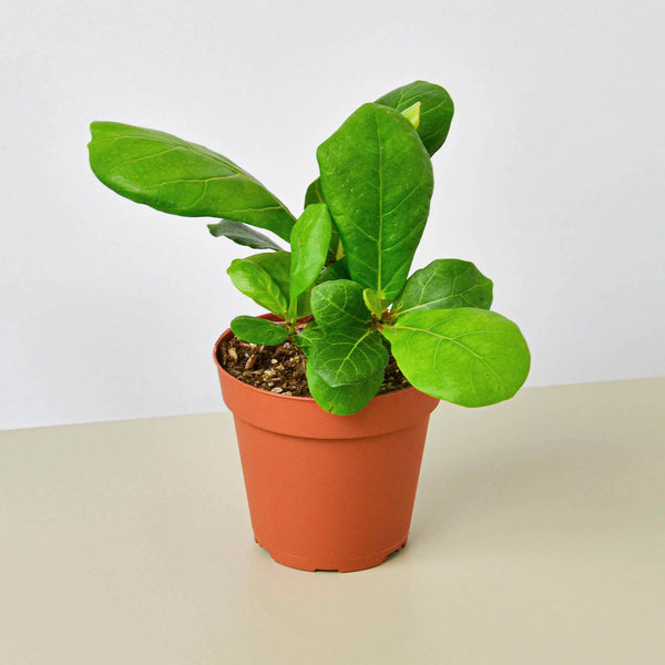 Fiddle Leaf Fig (Ficus lyrata)