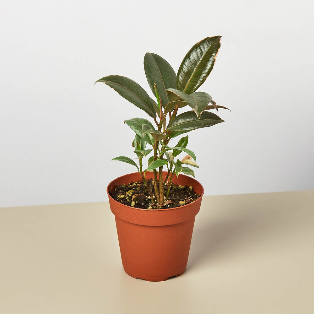 Rubber Plant 'Tineke' (Ficus elastica)