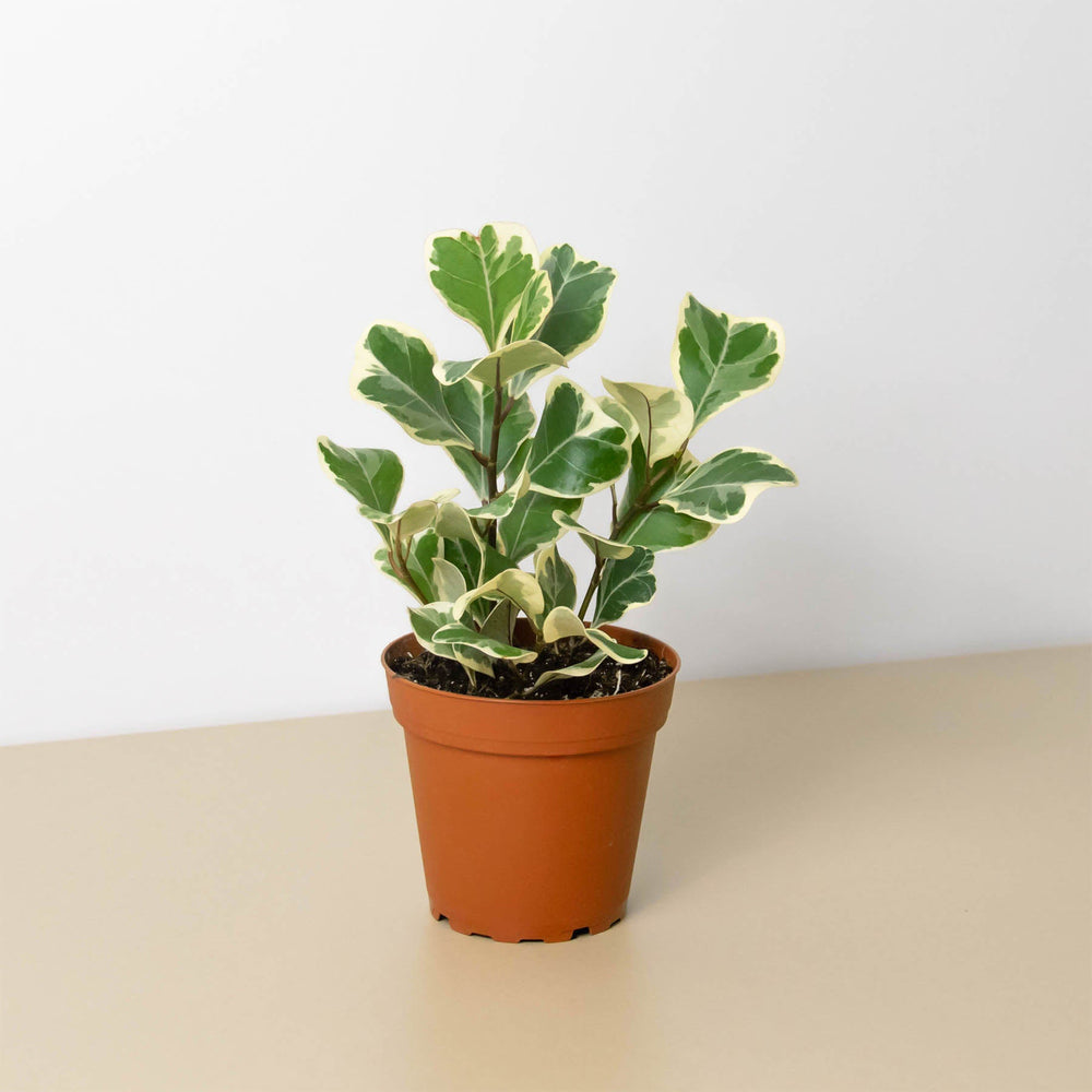 Variegated Ficus Triangularis (Ficus triangularis)