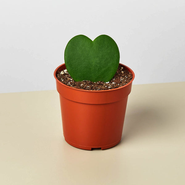 Sweetheart Hoya (Hoya kerrii)