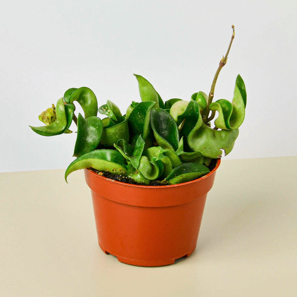 Hindu Rope Hoya (Hoya carnosa 'Compacta')