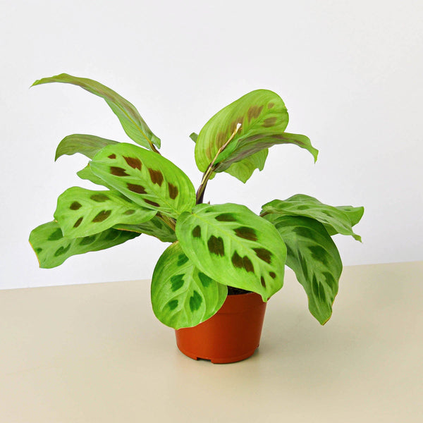 Green Prayer Plant (Maranta leuconeura 'Kerchoveana')