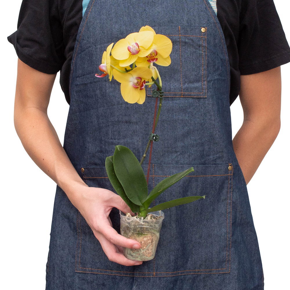 Yellow Moth Orchid (Phalaenopsis)