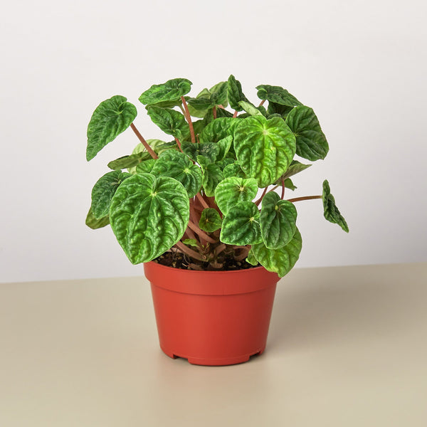 Ripple Peperomia (Peperomia caperata)