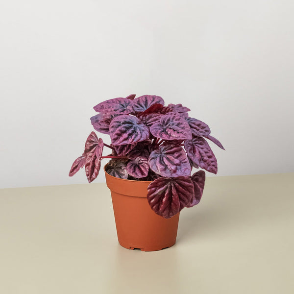 Red Ripple Peperomia (Peperomia caperata)