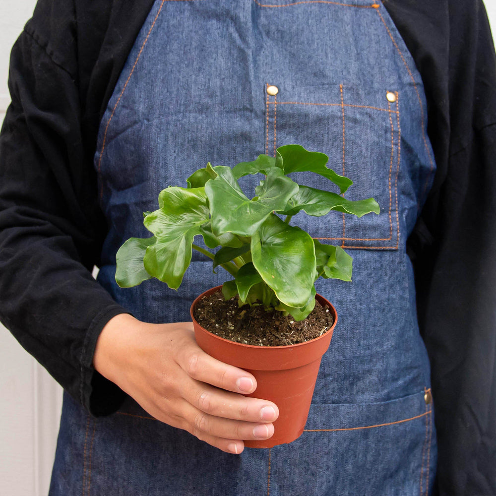 Philodendron 'Atom' (Thaumatophyllum bipinnatifidum)