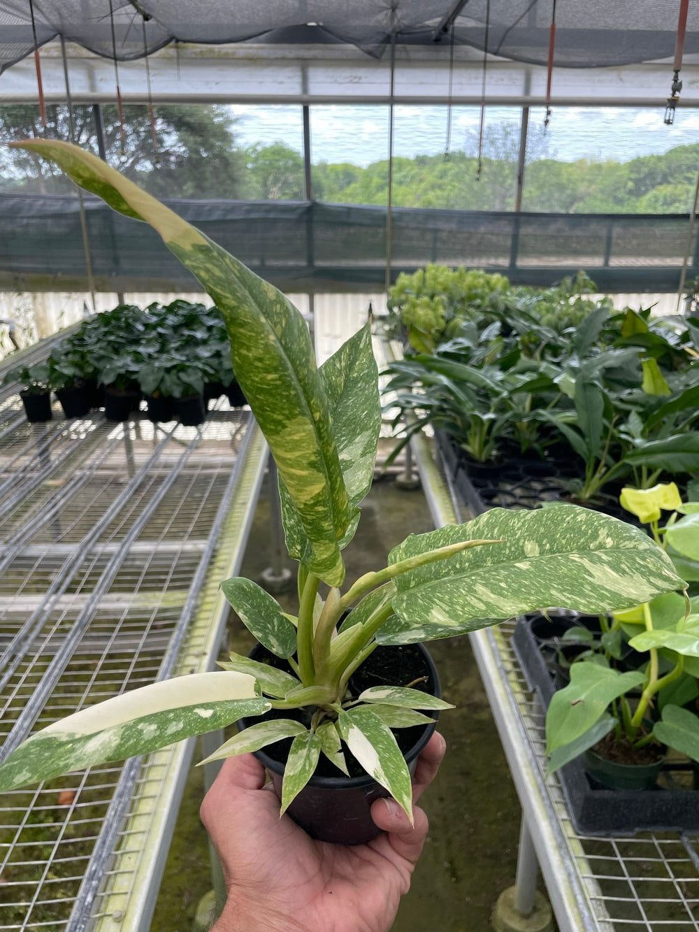 Variegated Philodendron 'Ring of Fire'