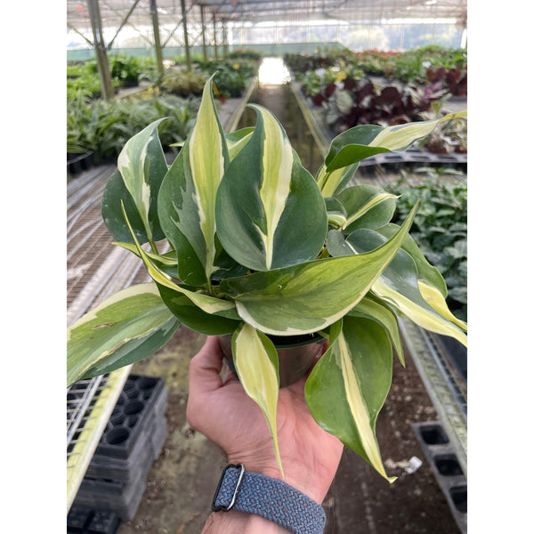 Philodendron 'Silver Stripe' (Philodendron hederaceum)