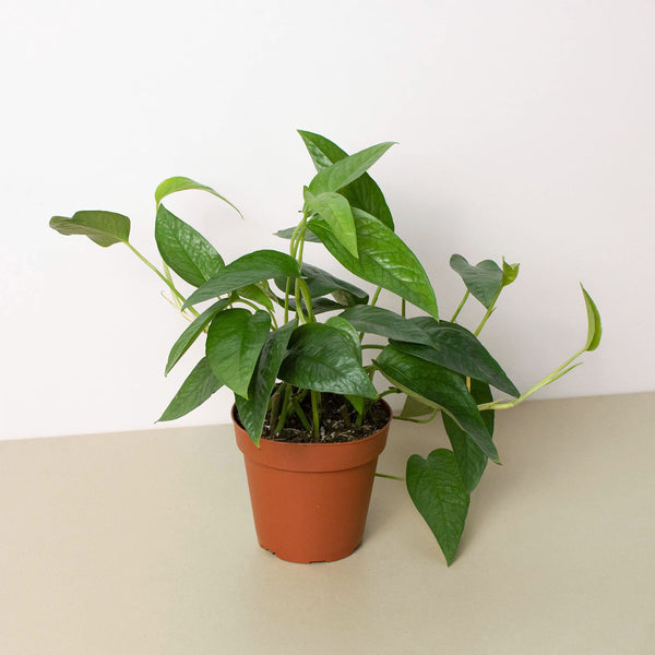 Cebu Blue Pothos (Epipremnum pinnatum)