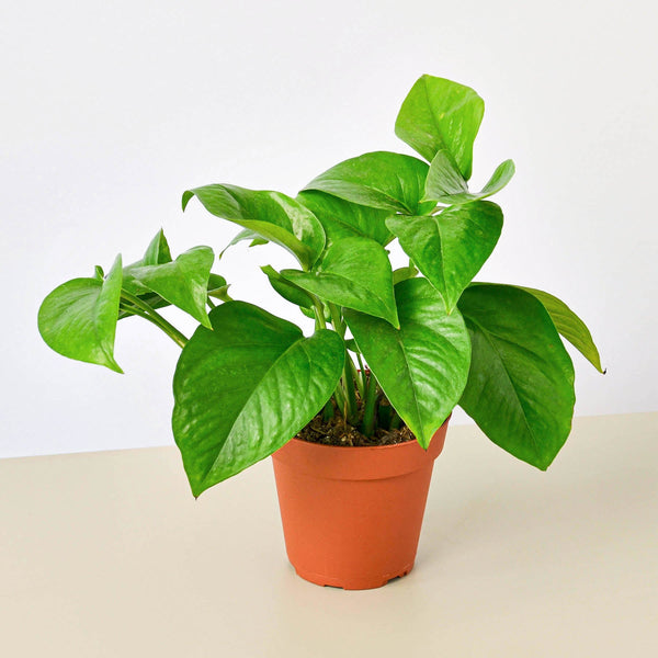 Pothos 'Green Queen' (Epipremnum aureum)