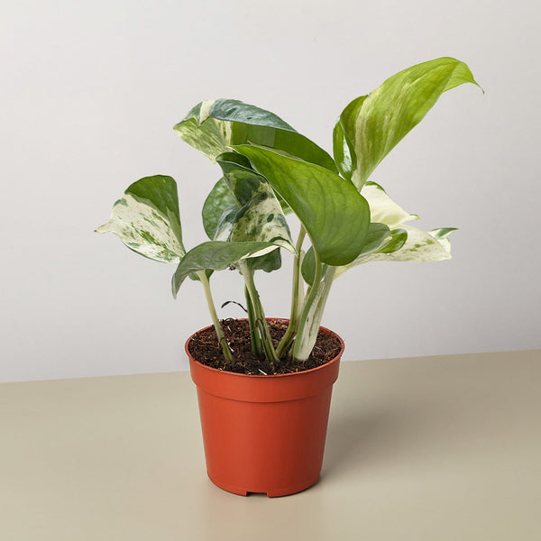 Pothos 'Manjula' (Epipremnum aureum)