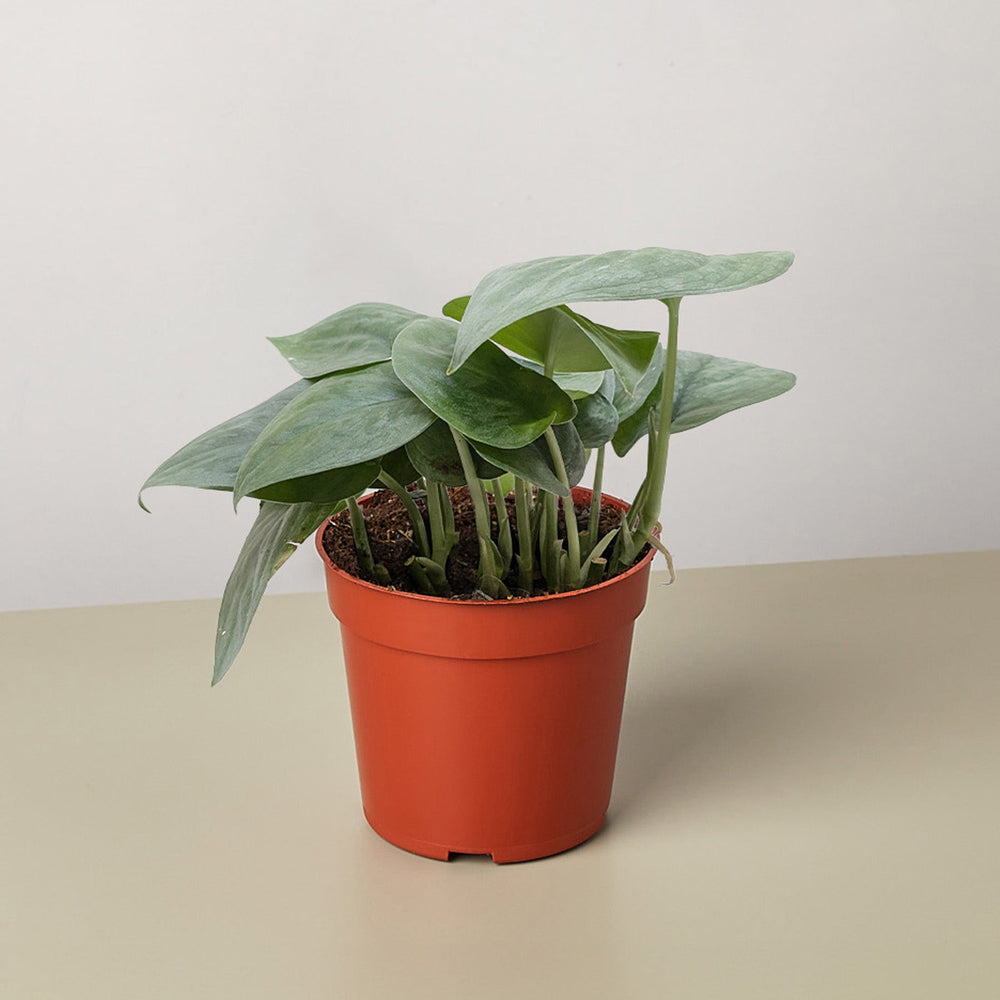 Satin Pothos 'Platinum Java' (Scindapsus pictus)