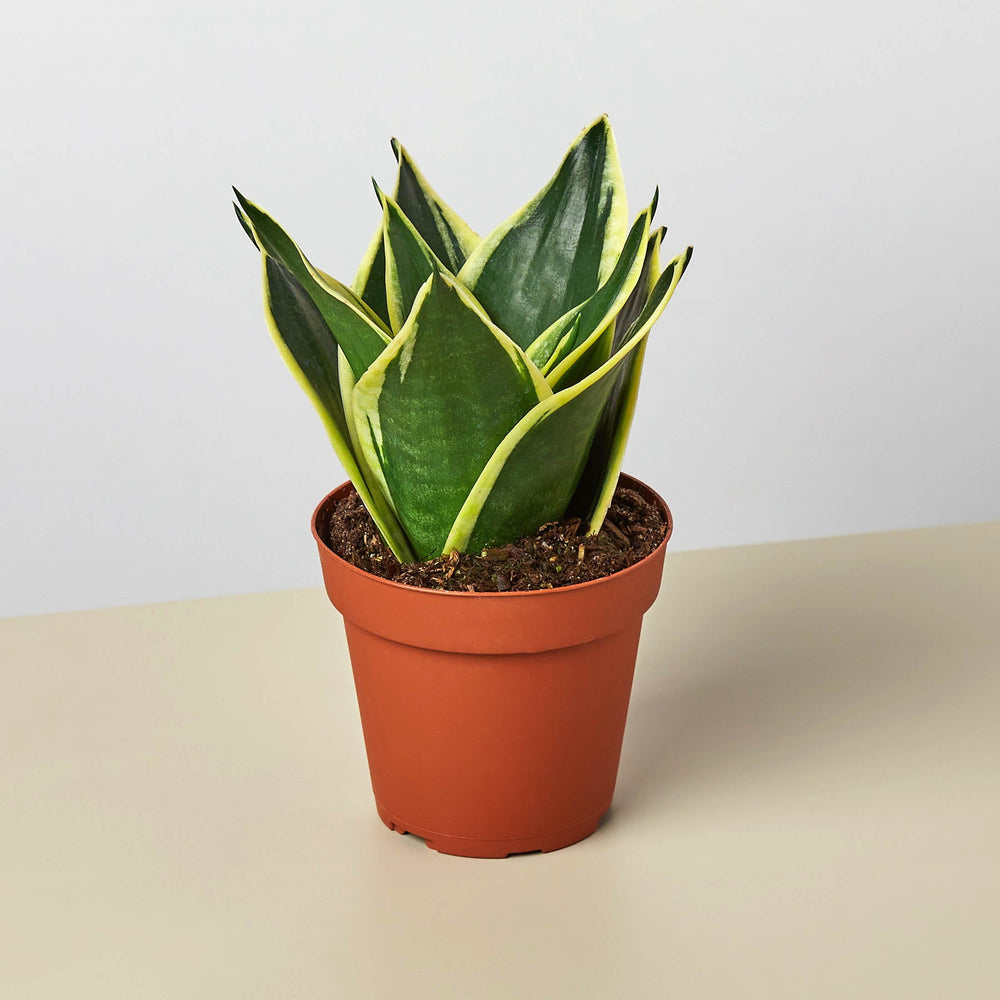 Snake Plant 'Black Gold' (Sansevieria trifasciata)