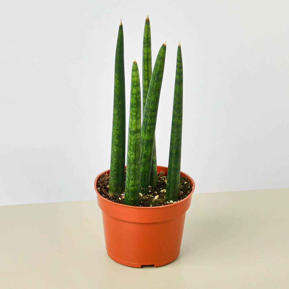 Cylindrical Snake Plant (Sansevieria cylindrica)