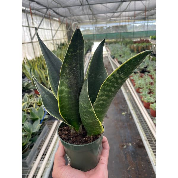 Snake Plant 'Fabi' (Sansevieria trifasciata)
