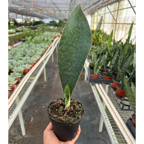 Shark Fin Snake Plant (Sansevieria masoniana)