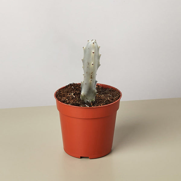 Dragon Bone Euphorbia (Euphorbia lactea)