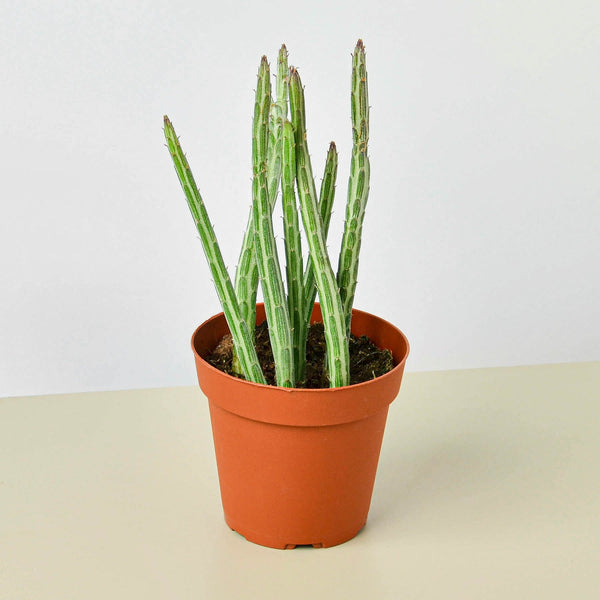 Pickle Plant (Senecio stapeliiformis)