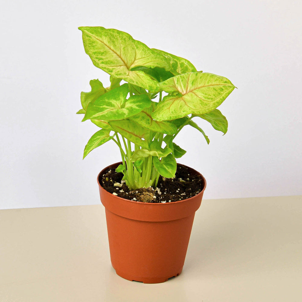 Arrowhead Plant 'Gold' (Syngonium podophyllum)