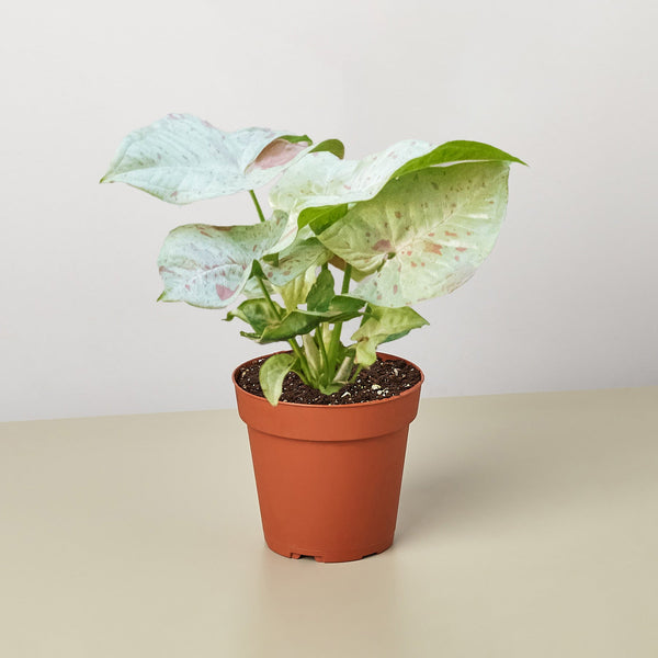 Arrowhead Plant 'Milk Confetti' (Syngonium podophyllum)