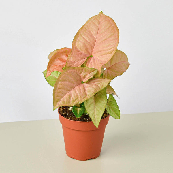 Arrowhead Plant 'Strawberry' (Syngonium podophyllum)