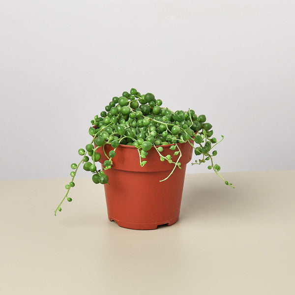String of Pearls (Senecio rowleyanus)