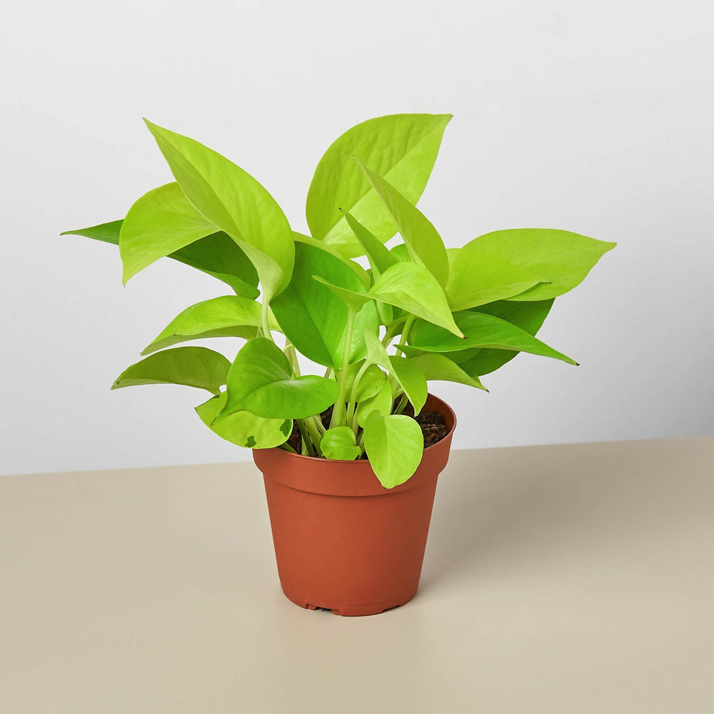 Neon Pothos (Epipremnum aureum 'Neon')