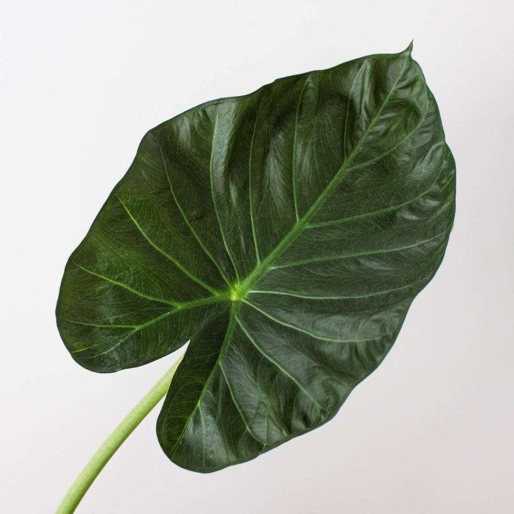 Alocasia 'Regal Shield' (Alocasia hybrid)