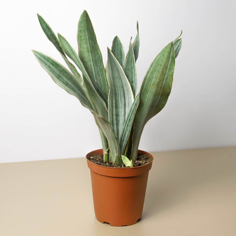 Snake Plant 'Sayuri' (Sansevieria)