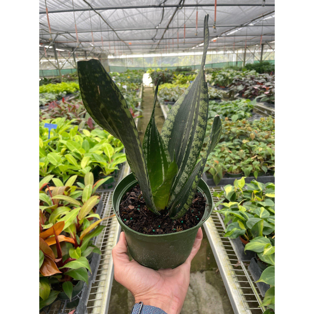 Snake Plant 'Whitney' (Sansevieria trifasciata)
