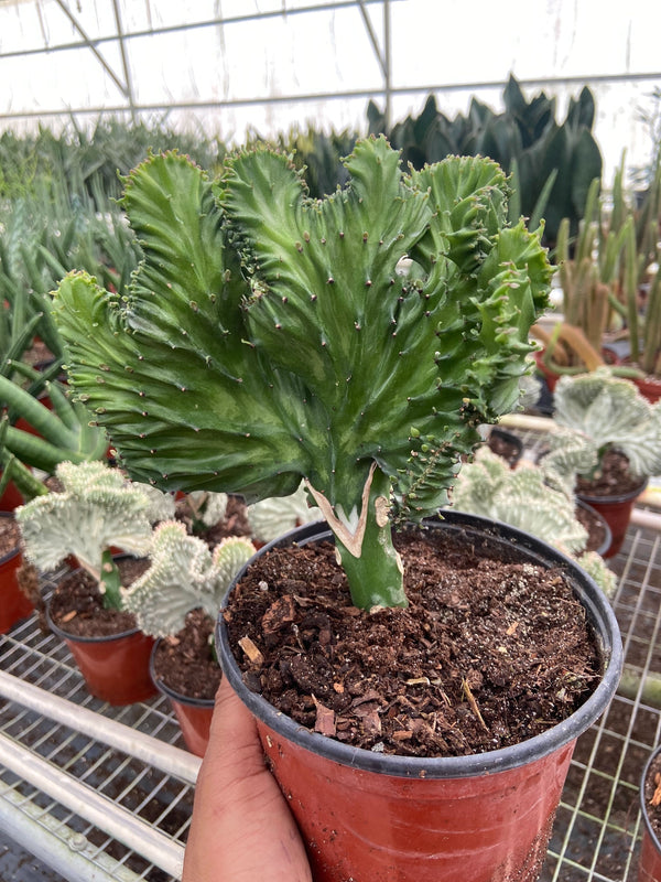 Mermaid Tail Euphorbia (Euphorbia lactea 'Cristata')