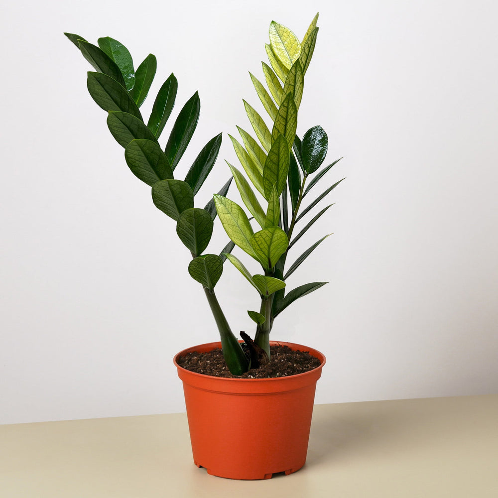 ZZ Plant 'Chameleon' (Zamioculcas zamiifolia)