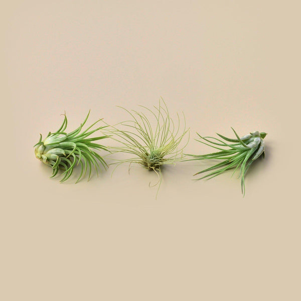 Small Air Plant Trio (Tillandsia, 3 Pack)