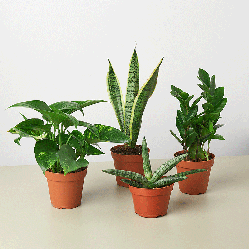 Easy Care Houseplant Bundle (4 Plants)