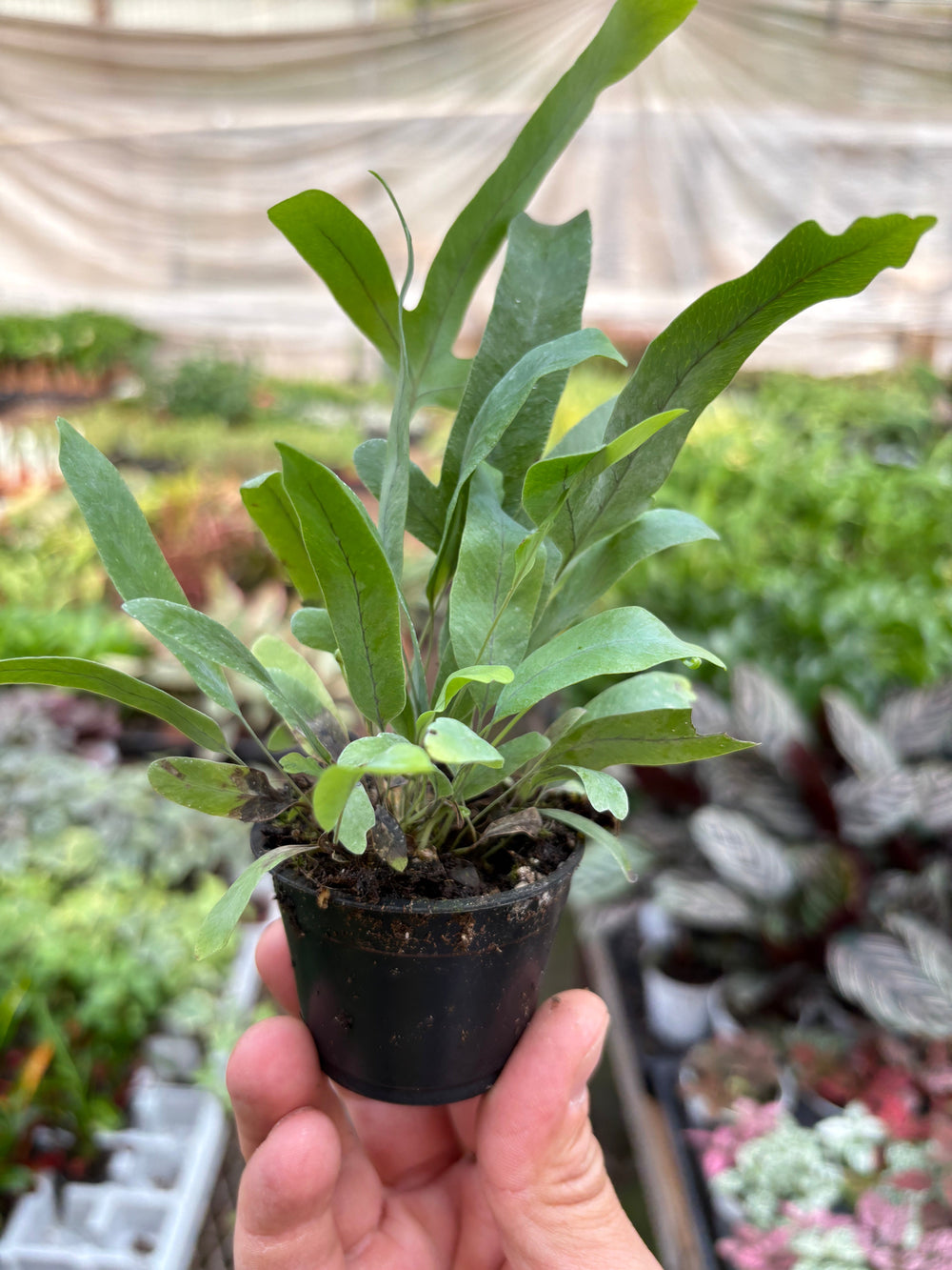 Blue Star Fern (Phlebodium aureum)