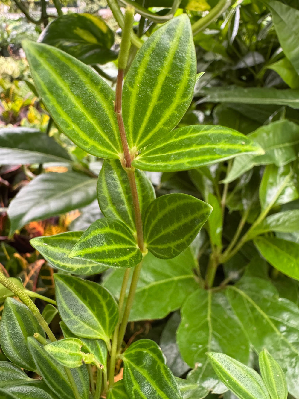 Peperomia 'Angulata' (Peperomia angulata), 4 Inch Pot
