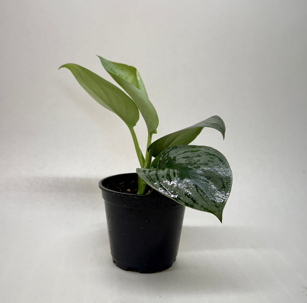 Satin Pothos 'Silver Splash' (Scindapsus pictus 'Exotica')