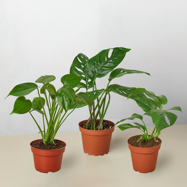 Monstera Trio Bundle (3 Plants)