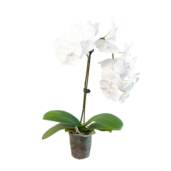 White Moth Orchid (Phalaenopsis)
