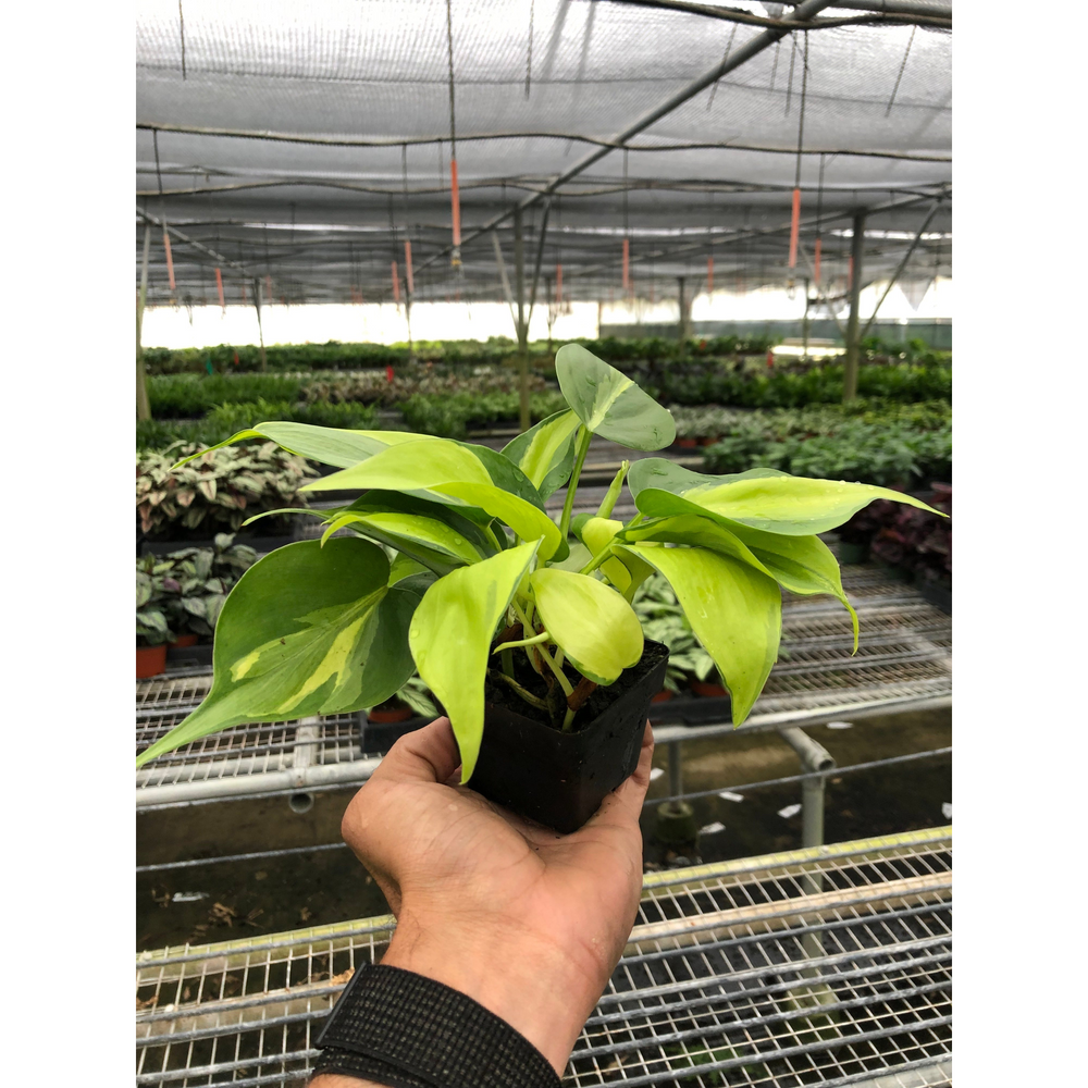 Philodendron 'Brasil' (Philodendron hederaceum)