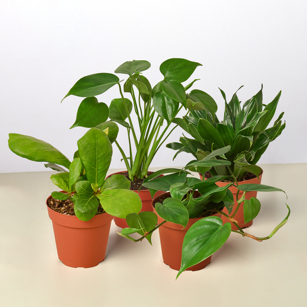 Best Seller Houseplant Bundle (4 Plants)